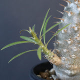 P.グラキリス（実生）222