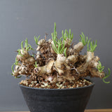 T.レティキュラータス 69