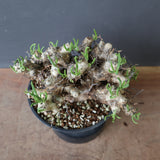 T.レティキュラータス 69