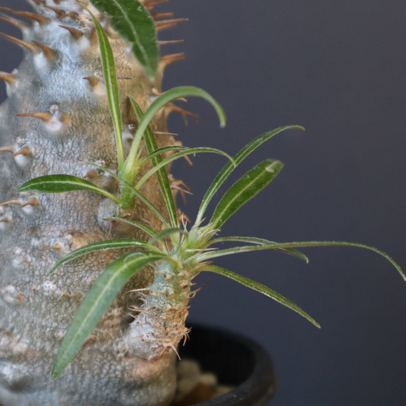 P.グラキリス（実生）222