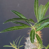 P.グラキリス（実生）222