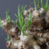 T.レティキュラータス 69