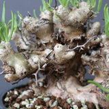 T.レティキュラータス 69