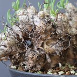 T.レティキュラータス 69