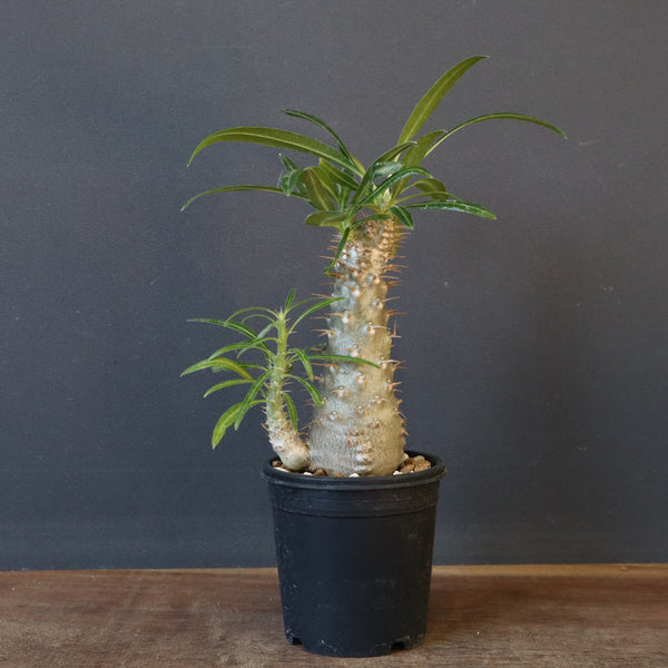 P.グラキリス（実生）471