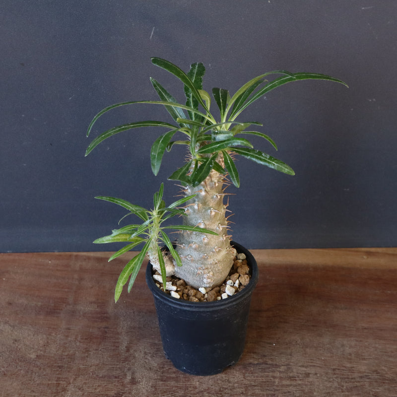 P.グラキリス（実生）471