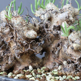 T.レティキュラータス 69