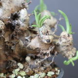 T.レティキュラータス 69