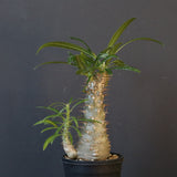 P.グラキリス（実生）471