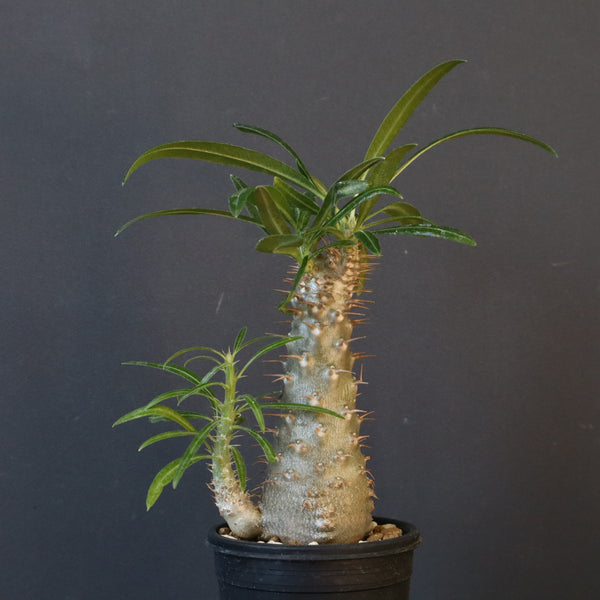 P.グラキリス（実生）471