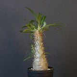 P.グラキリス（実生）471