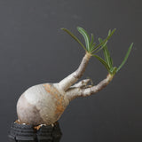 【宮島將實陶器鉢】P.グラキリス 1643