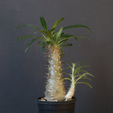 P.グラキリス（実生）471