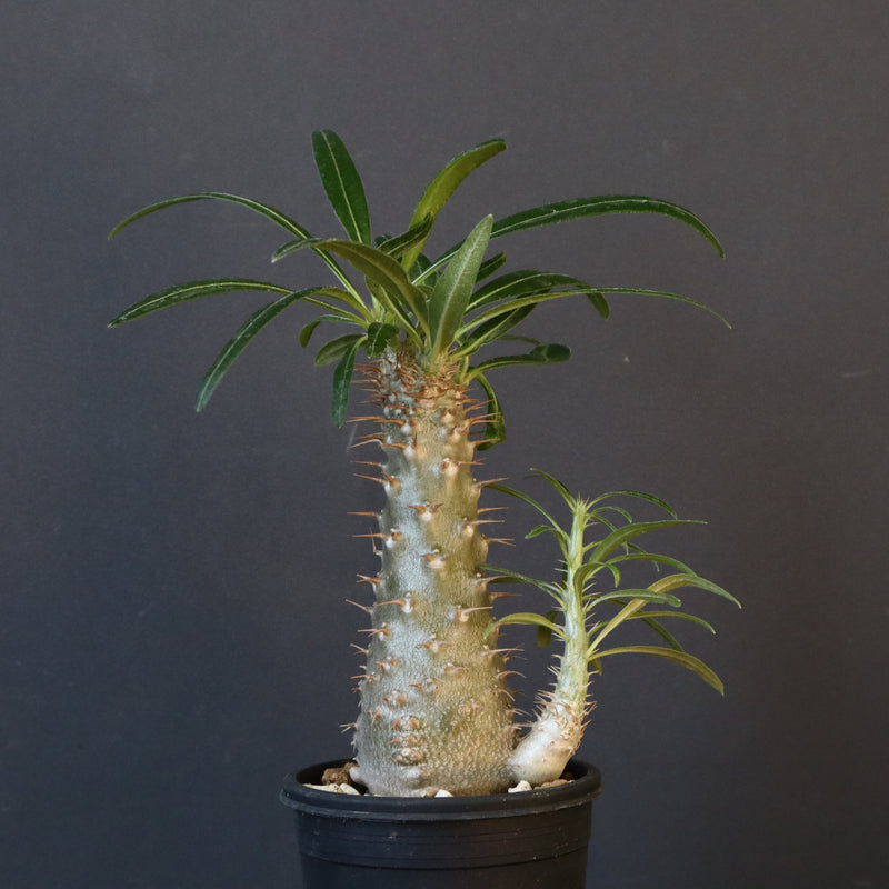 P.グラキリス（実生）471