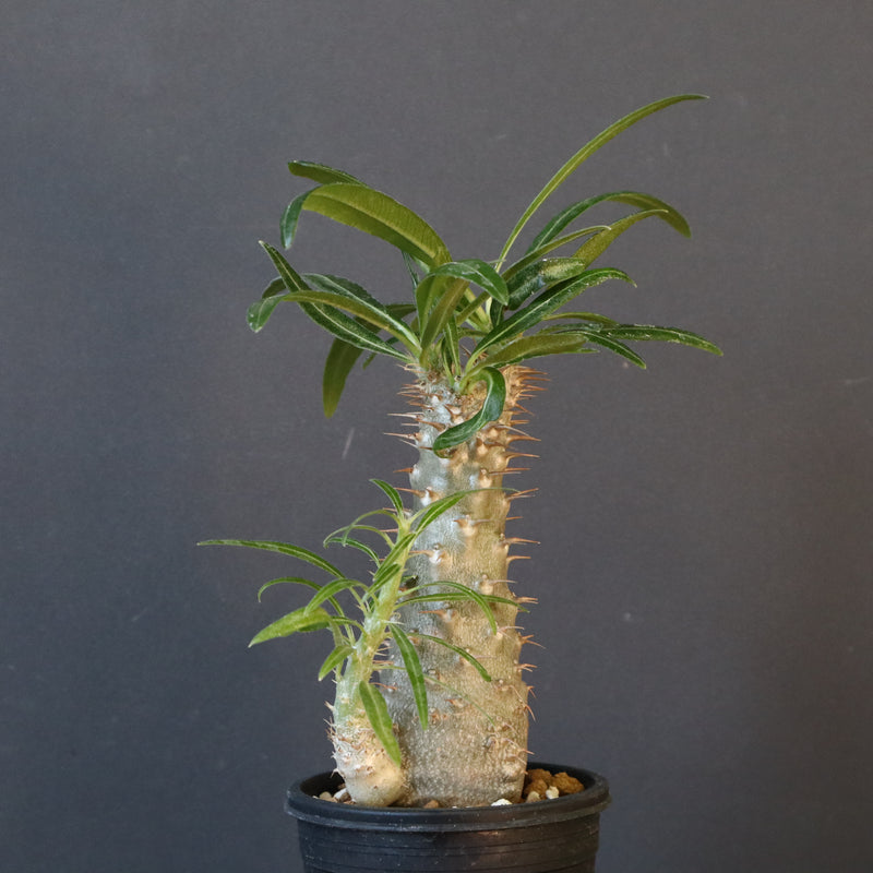 P.グラキリス（実生）471