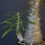 P.グラキリス（実生）471