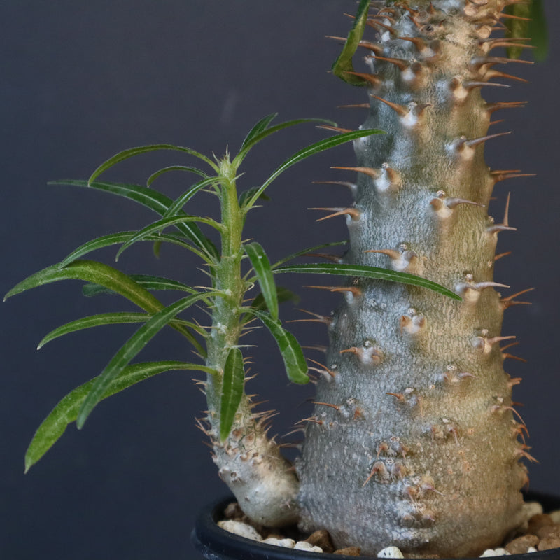 P.グラキリス（実生）471