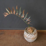 エンセファラルトス ホリダス 65