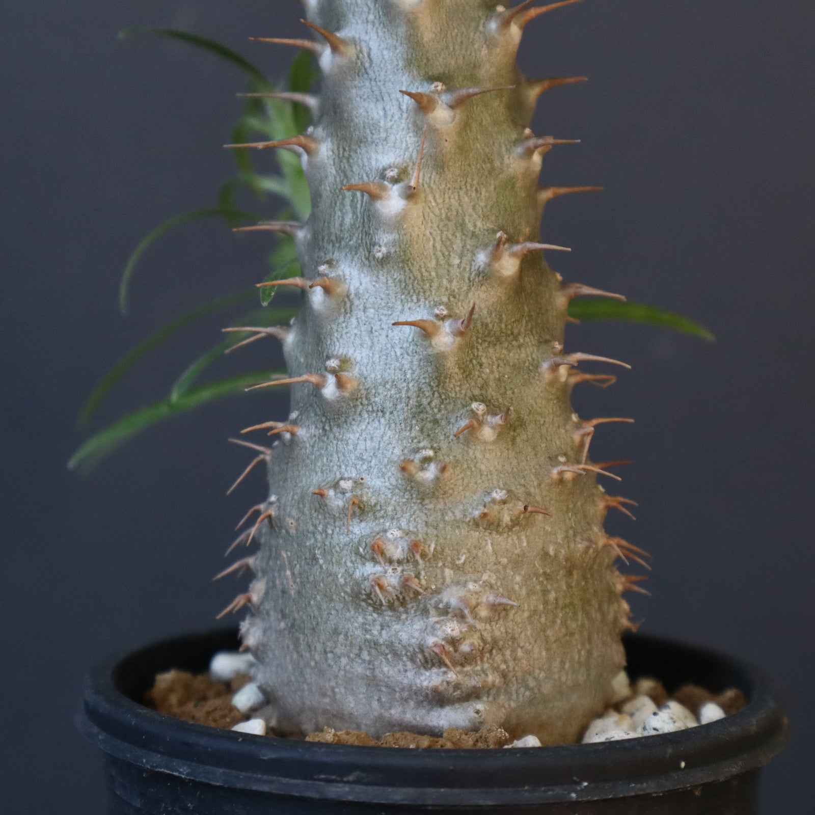 P.グラキリス（実生）471 – TaiShoDo ONLINE SHOP