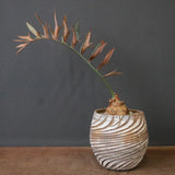 エンセファラルトス ホリダス 65