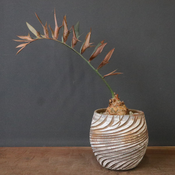 10 期間限定出品　エンセファラルトス ホリダス 丸幹 ソテツ – TaiShoDo ONLINE SHOP