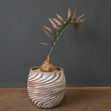 エンセファラルトス ホリダス 65