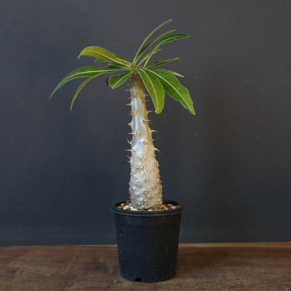 P.グラキリス（実生）243