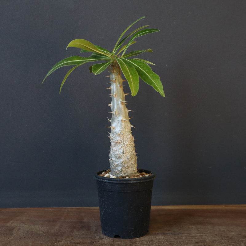 P.グラキリス（実生）243