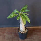 P.グラキリス（実生）243