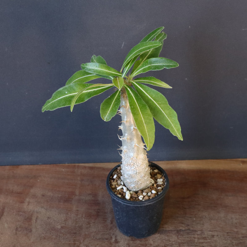 P.グラキリス（実生）243