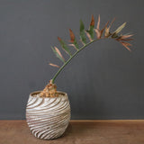 エンセファラルトス ホリダス 65