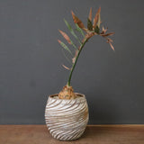 エンセファラルトス ホリダス 65