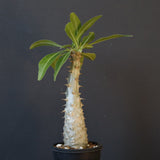 P.グラキリス（実生）243