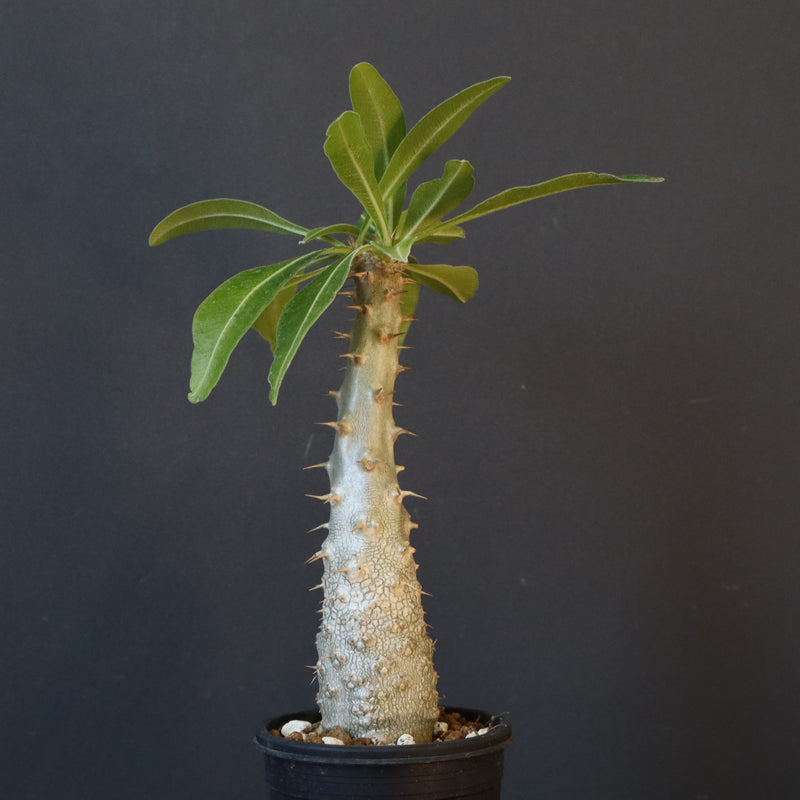 P.グラキリス（実生）243