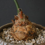 エンセファラルトス ホリダス 65