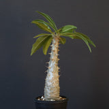 P.グラキリス（実生）243