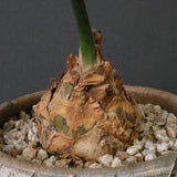 エンセファラルトス ホリダス 65