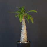 P.グラキリス（実生）243