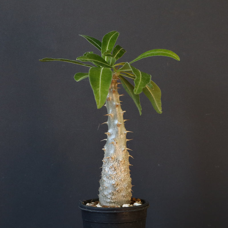 P.グラキリス（実生）243