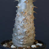 P.グラキリス（実生）243