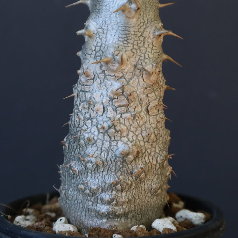 P.グラキリス（実生）243