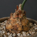 エンセファラルトス ホリダス 65