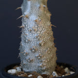 P.グラキリス（実生）243