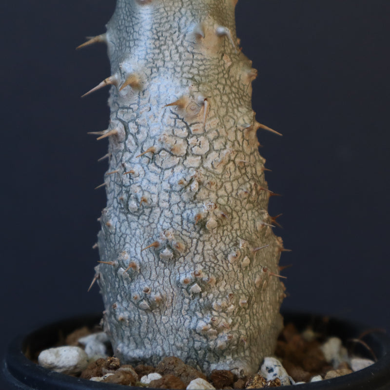 P.グラキリス（実生）243