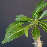 P.グラキリス（実生）243