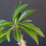 P.グラキリス（実生）243