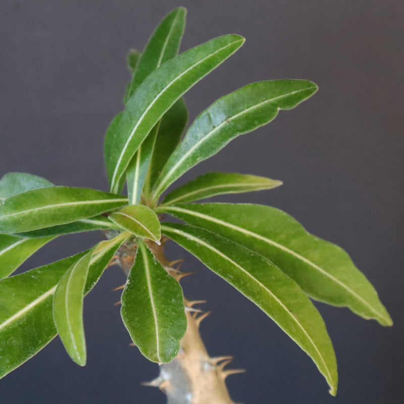 P.グラキリス（実生）243