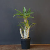 P.グラキリス（実生）433