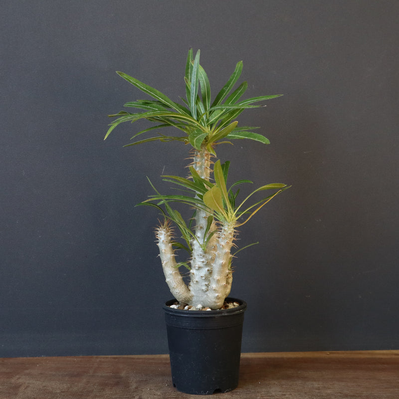 P.グラキリス（実生）433