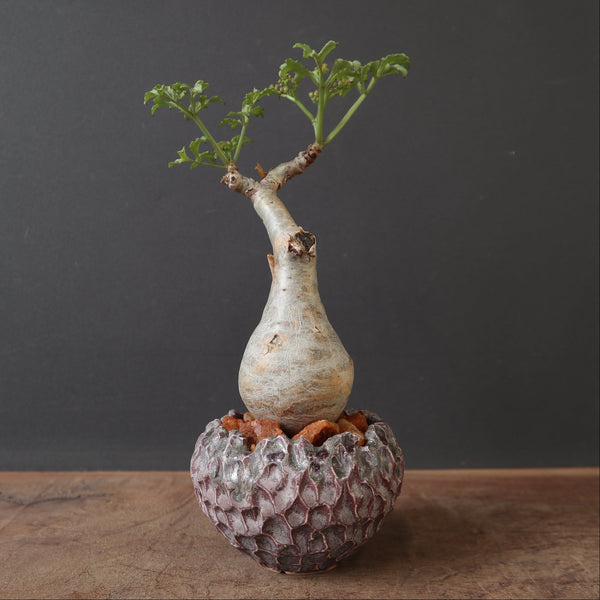 商品 – 36ページ目 – TaiShoDo ONLINE SHOP
